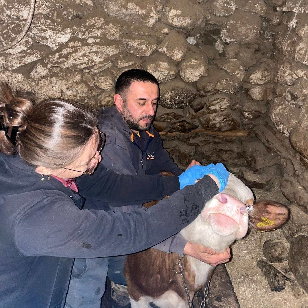 Refahiye’de hayvan sağlığı için sahadalar
