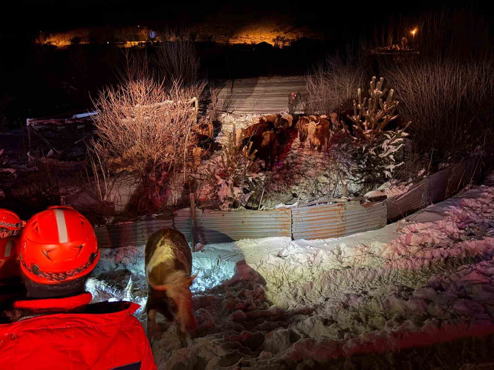 Refahiye’de hayvan yüklü tır kazası: 45 büyükbaş kurtarıldı
