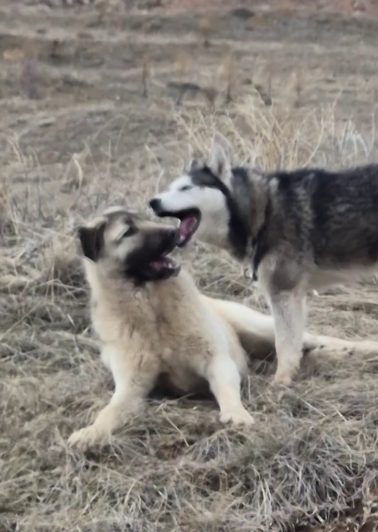 Rus güzele gönlünü kaptıran kangala kadınlardan tepki: "Bizim erkeklerimiz böyledir"

