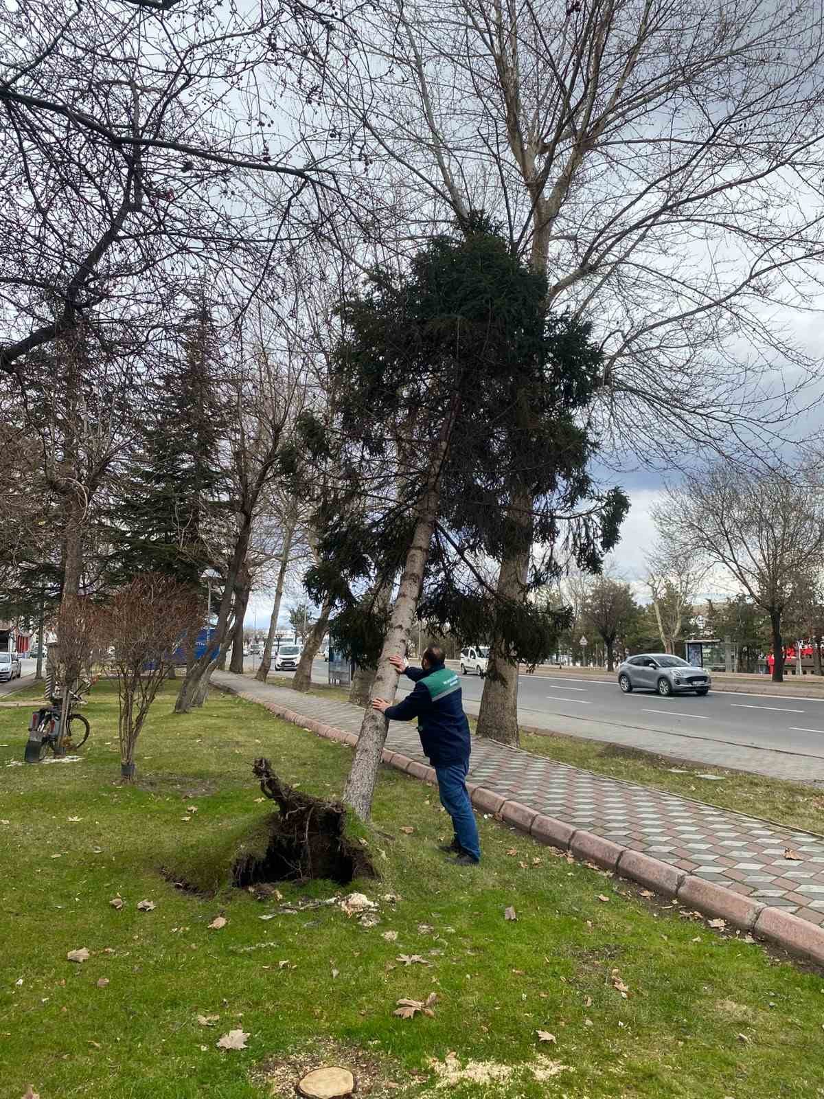 Rüzgardan devrilen ağaçlar temizleniyor

