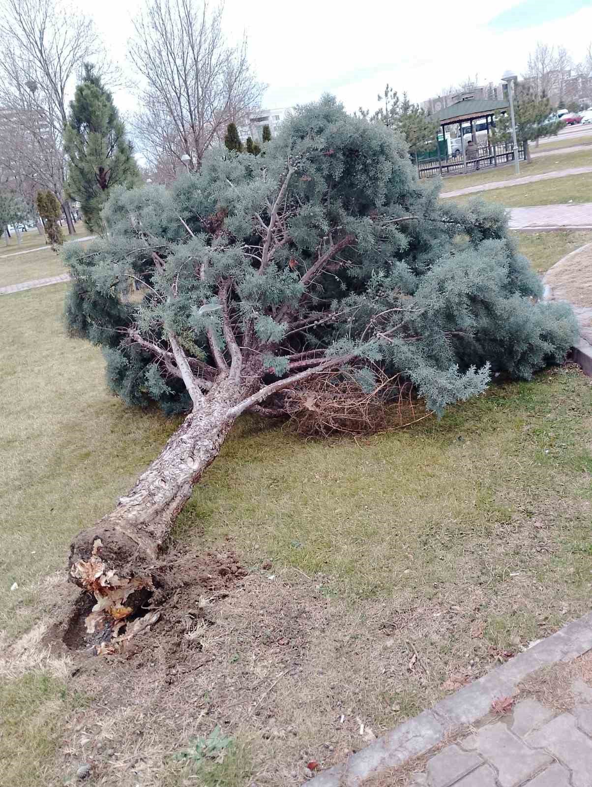 Rüzgardan devrilen ağaçlar temizleniyor
