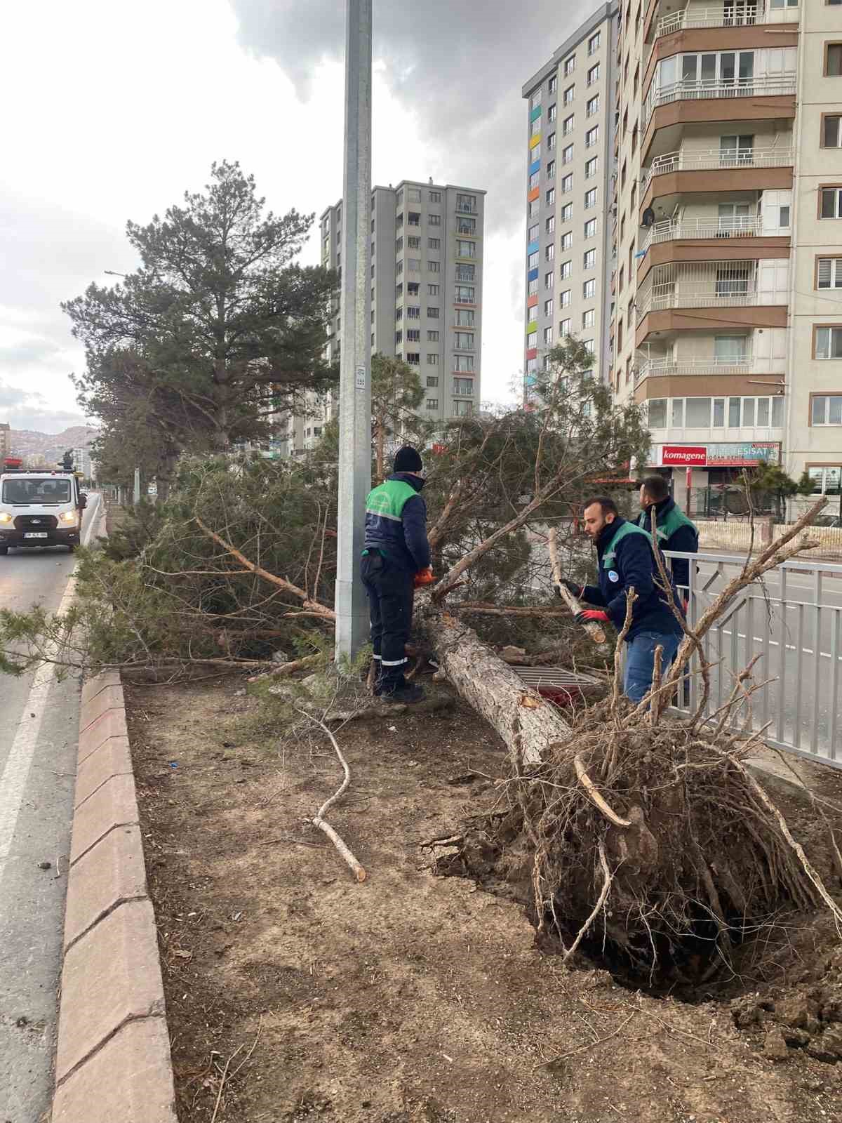 Rüzgardan devrilen ağaçlar temizleniyor

