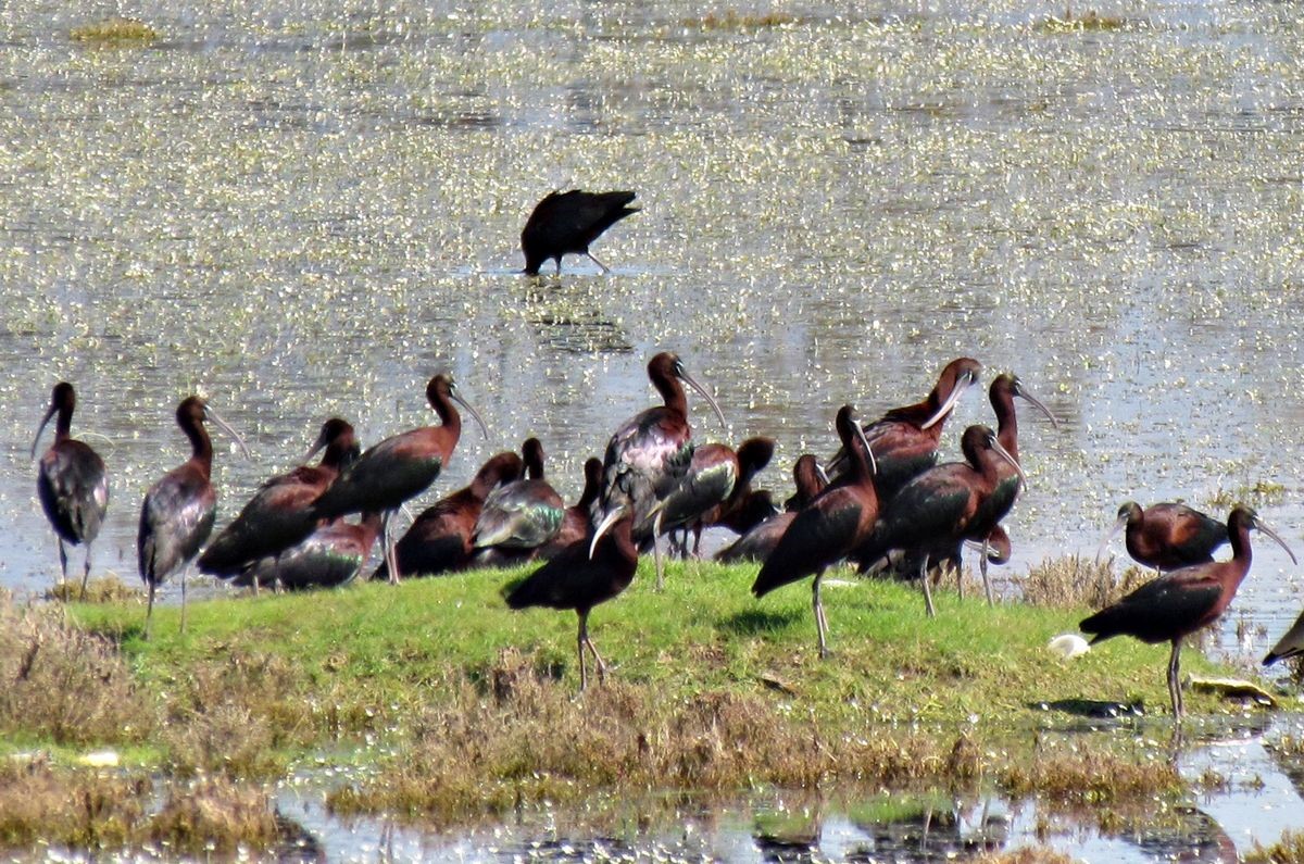 (SABAH)Kocagöl Lagünü’nün statüsünün belirlenmesi için ’Ön Değerlendirme Ekibi’ kurulacak
