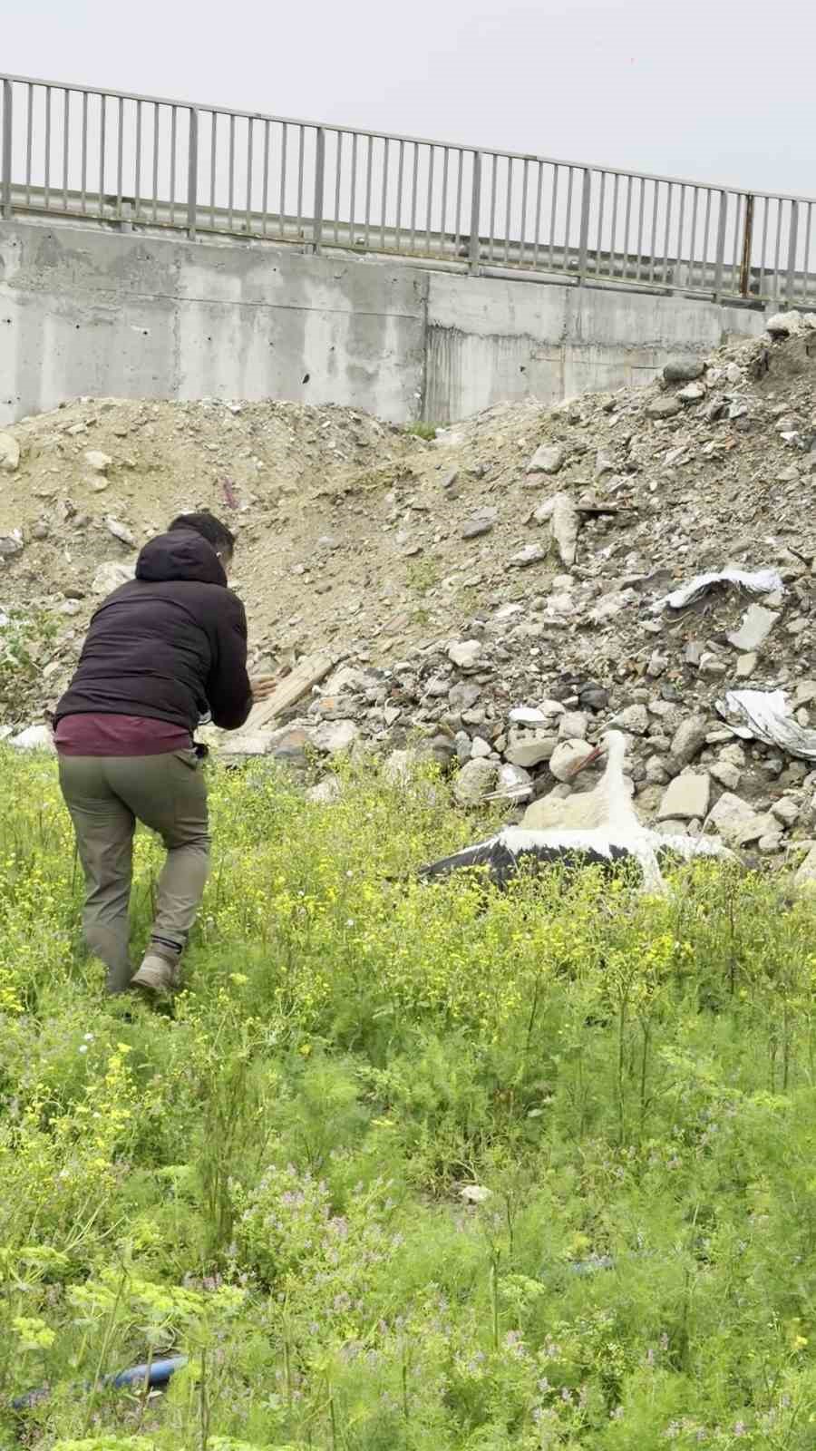 Saçmaların hedefi olan leyleğe kuş gözlemcisinden ilk yardım
