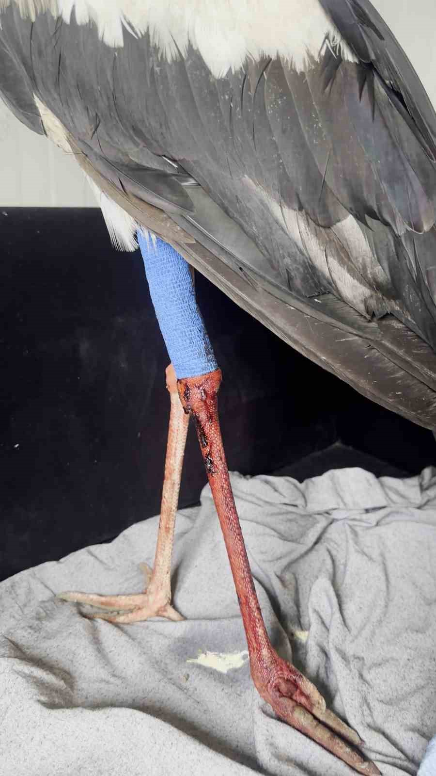 Saçmaların hedefi olan leyleğe kuş gözlemcisinden ilk yardım
