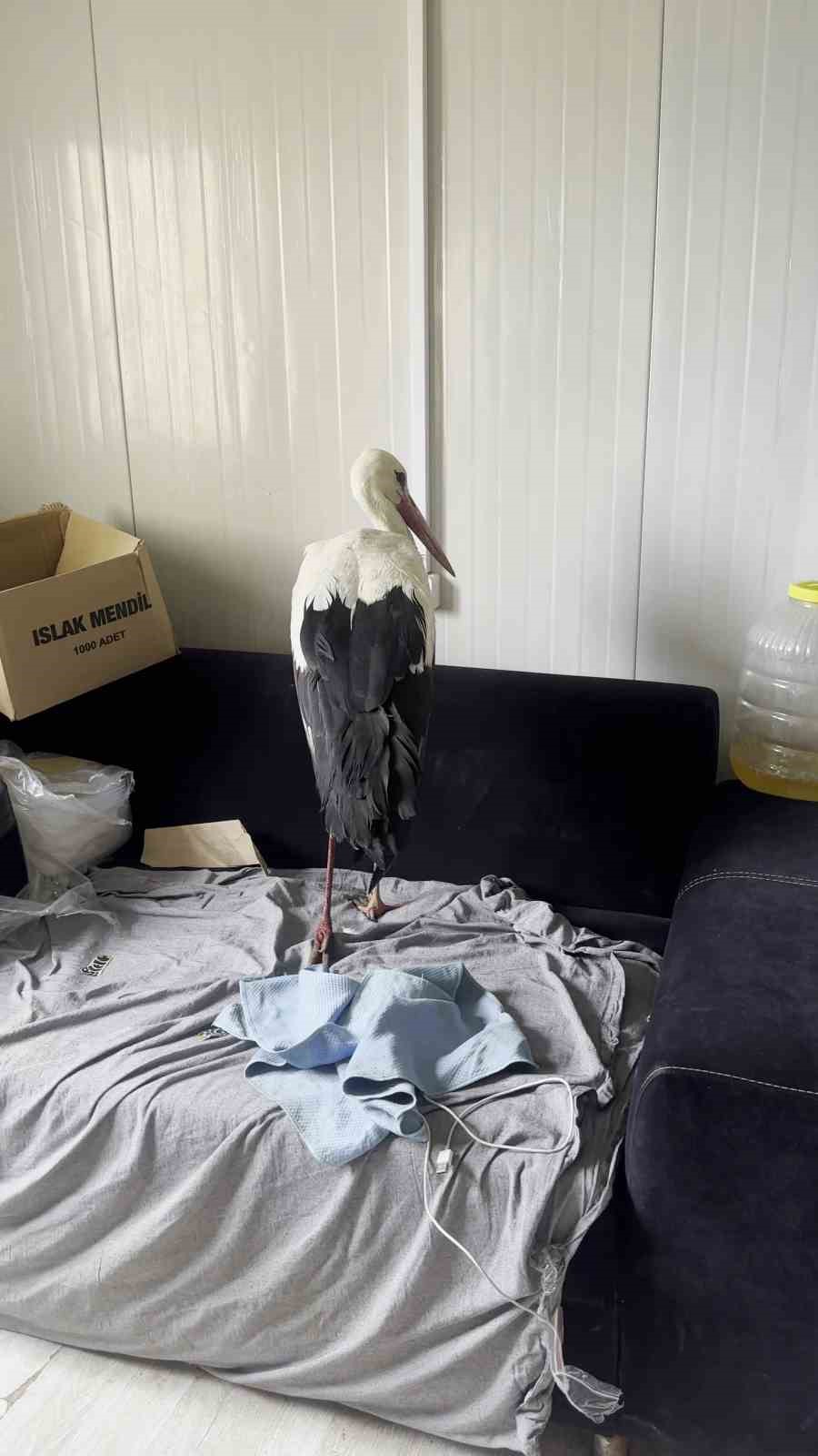 Saçmaların hedefi olan leyleğe kuş gözlemcisinden ilk yardım
