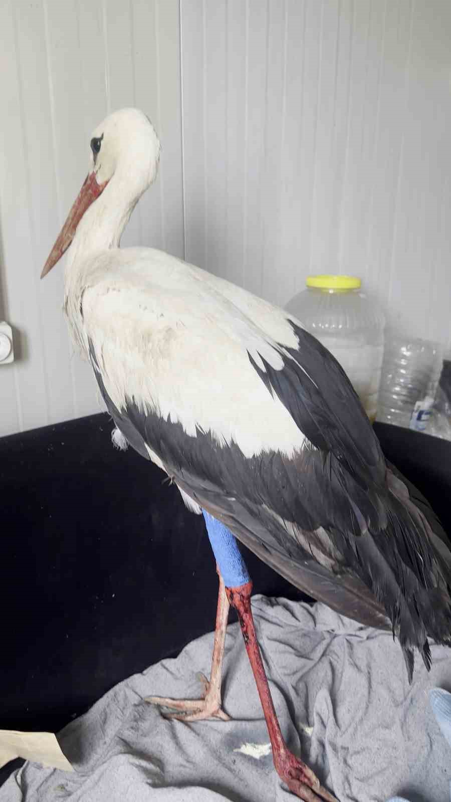 Saçmaların hedefi olan leyleğe kuş gözlemcisinden ilk yardım
