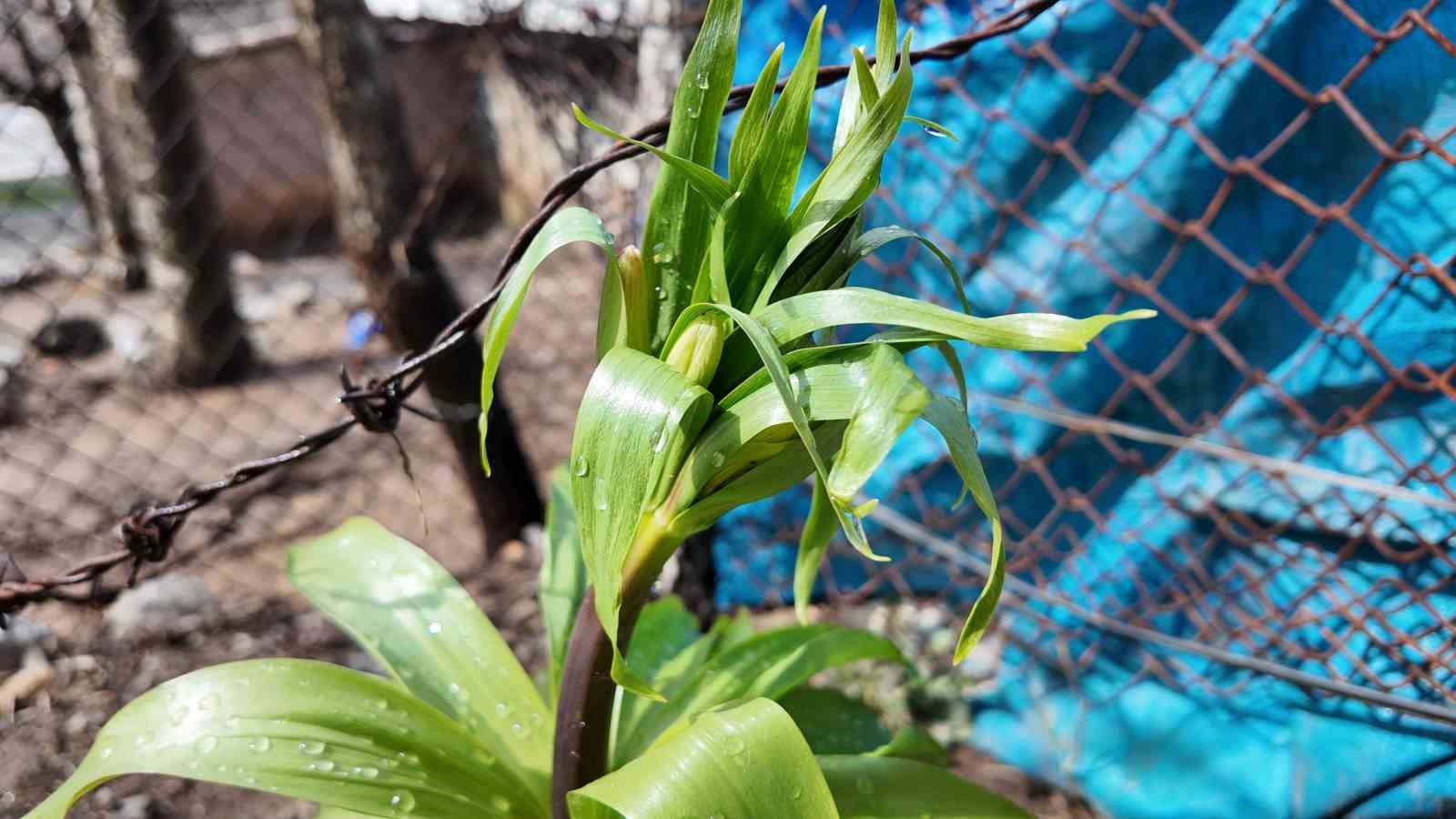 Sadece 20 günlük ömrü var: Bu çiçeği koparmanın cezası 700 bin lira
