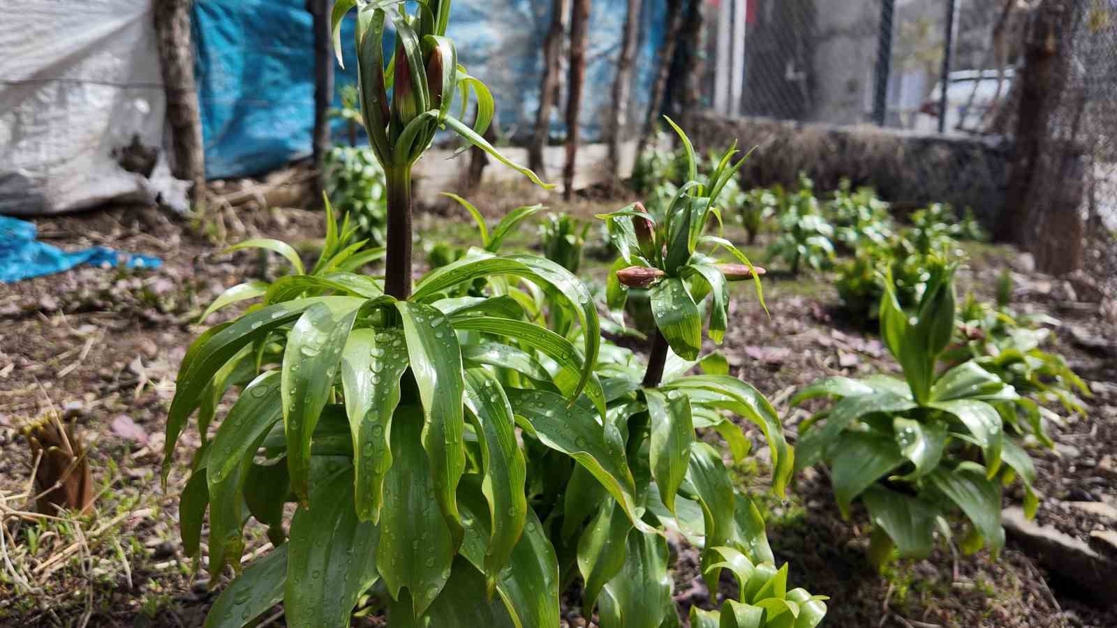 Sadece 20 günlük ömrü var: Bu çiçeği koparmanın cezası 700 bin lira
