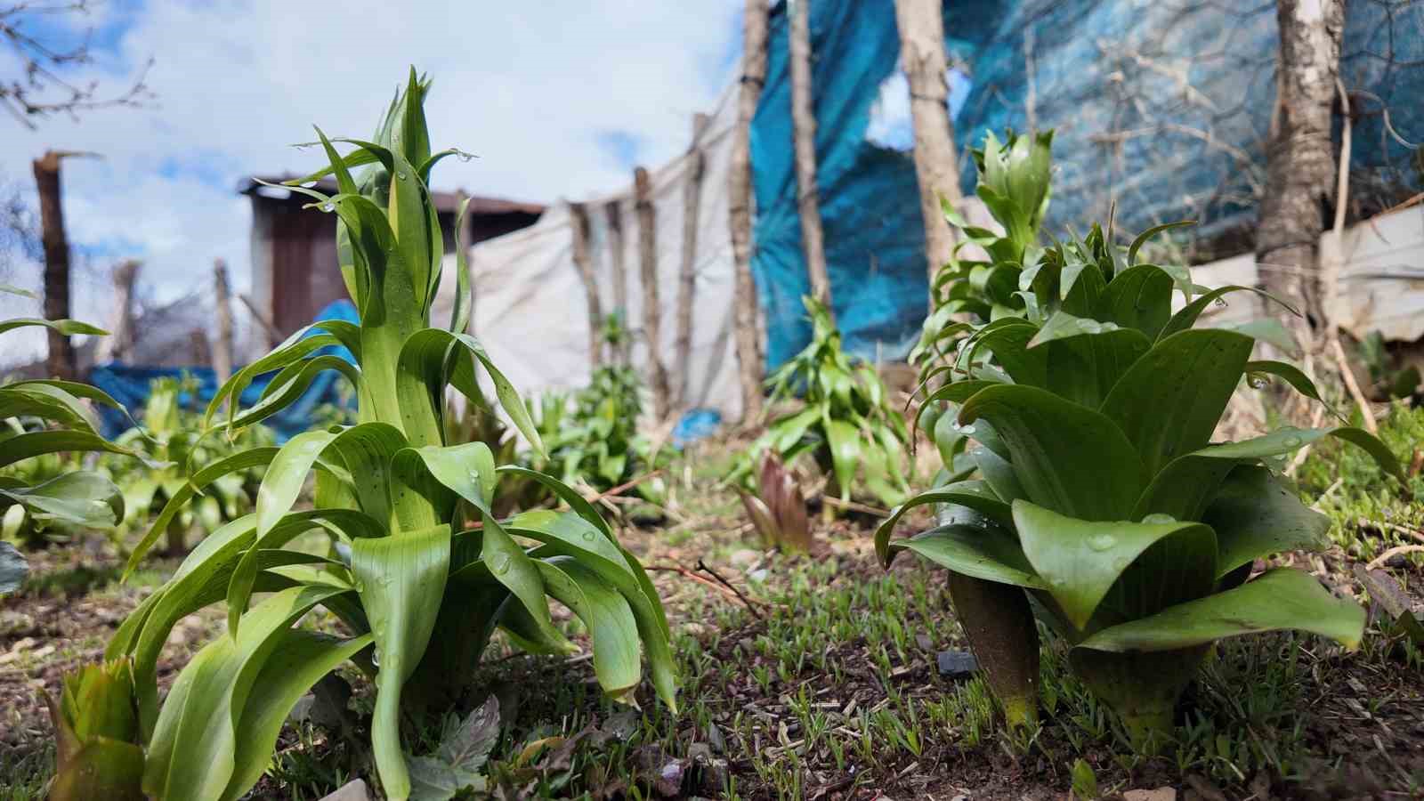 Sadece 20 günlük ömrü var: Bu çiçeği koparmanın cezası 700 bin lira
