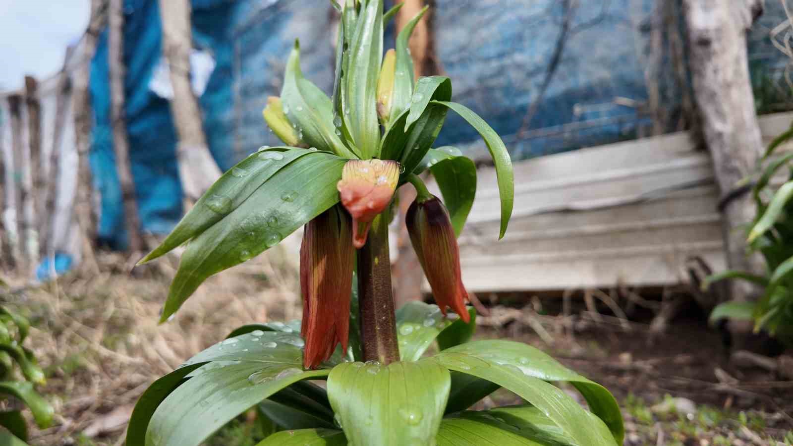 Sadece 20 günlük ömrü var: Bu çiçeği koparmanın cezası 700 bin lira
