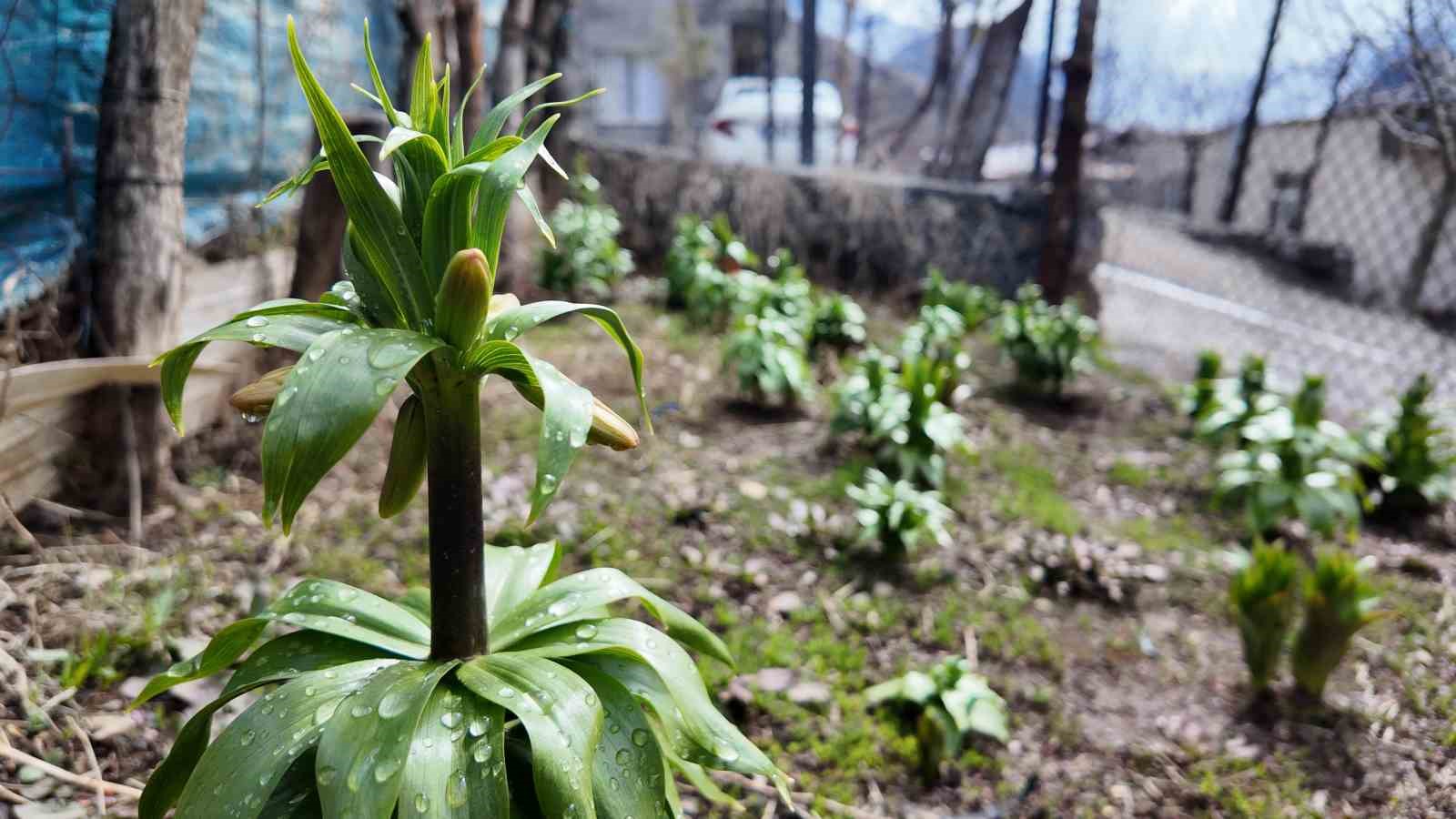 Sadece 20 günlük ömrü var: Bu çiçeği koparmanın cezası 700 bin lira
