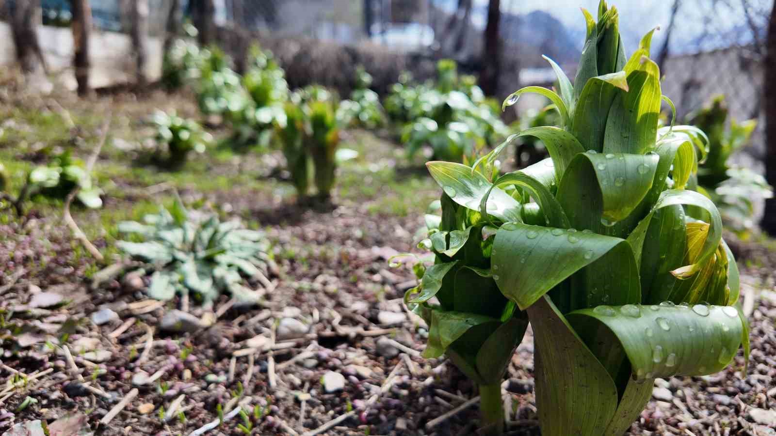 Sadece 20 günlük ömrü var: Bu çiçeği koparmanın cezası 700 bin lira
