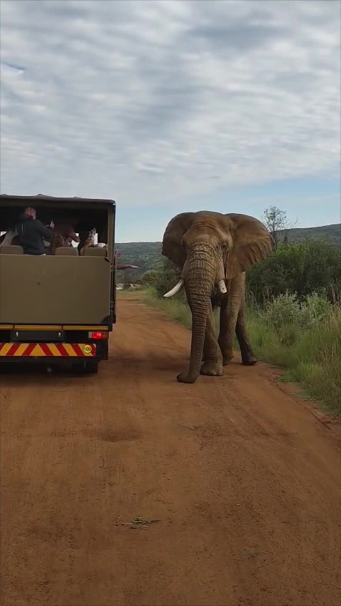 Safari turunda Türk turistleri fil kovaladı
