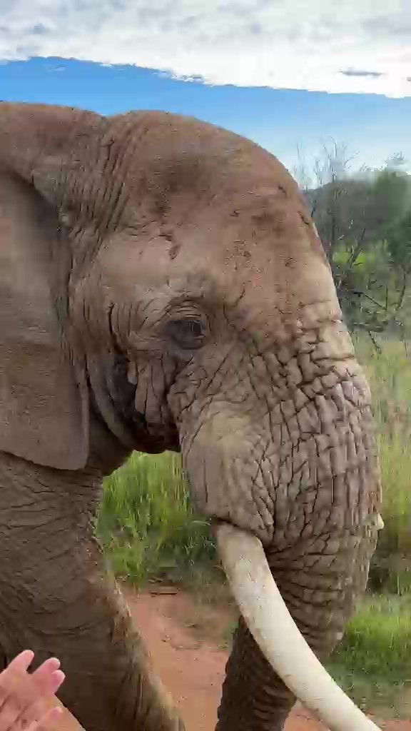 Safari turunda Türk turistleri fil kovaladı
