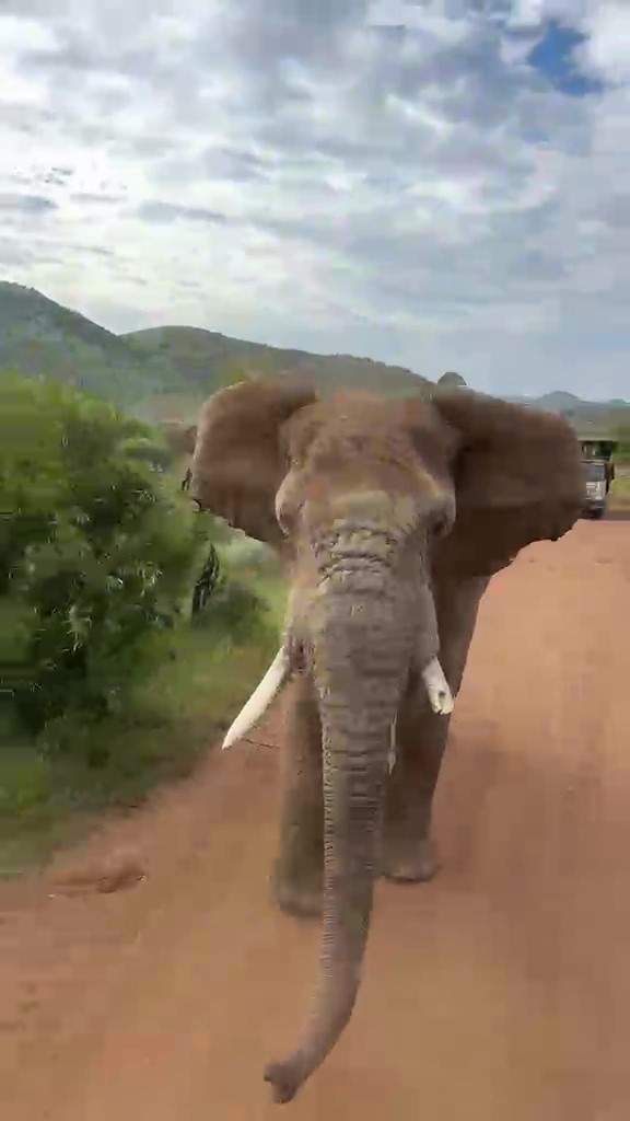 Safari turunda Türk turistleri fil kovaladı
