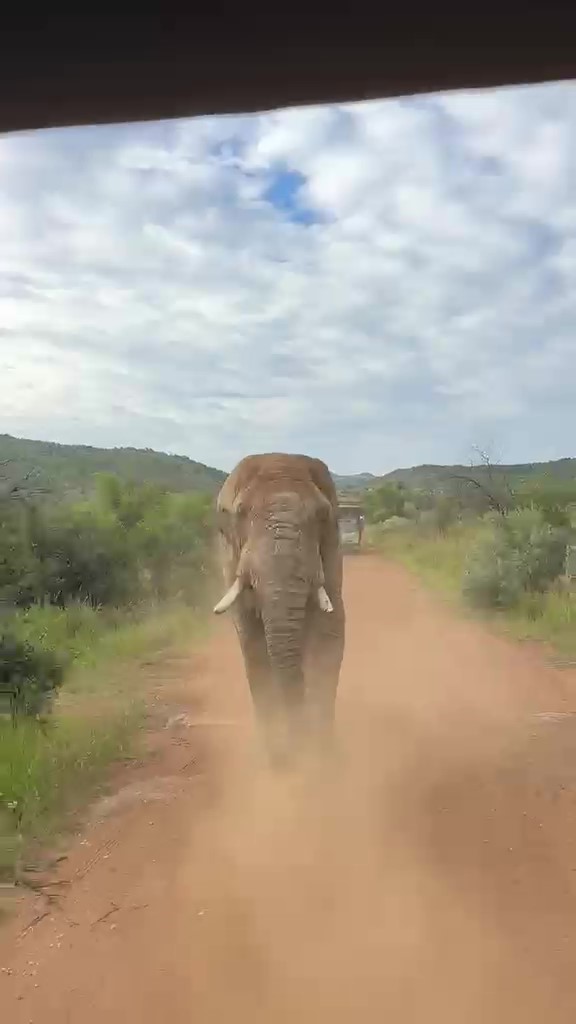 Safari turunda Türk turistleri fil kovaladı
