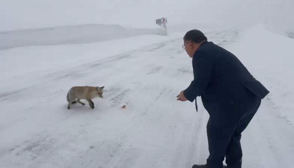 Sahara Geçidi’nde karşılaştığı tilkiye yiyecek verdi
