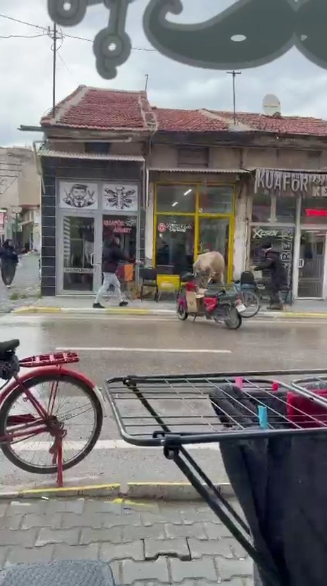 Sahibinin elinden kaçan inek bakın nereye girmeye çalıştı
