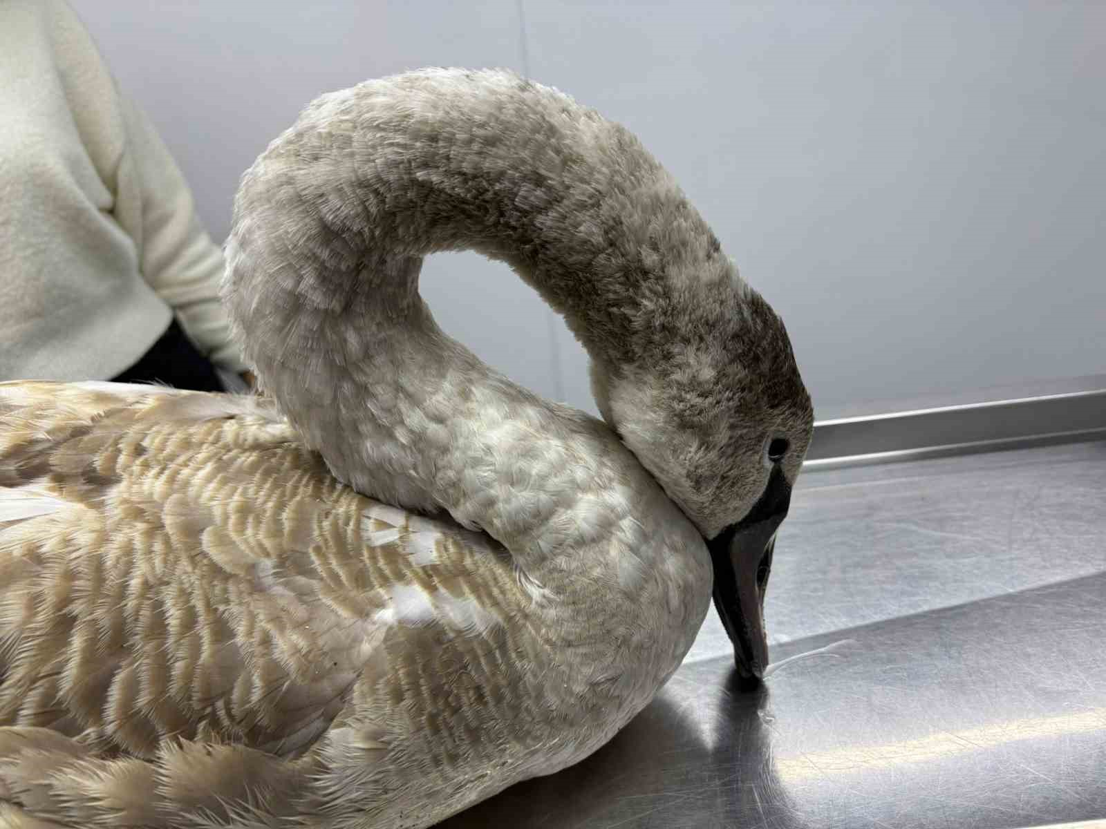 Sahil kenarında bulunan kuğu koruma altına alındı
