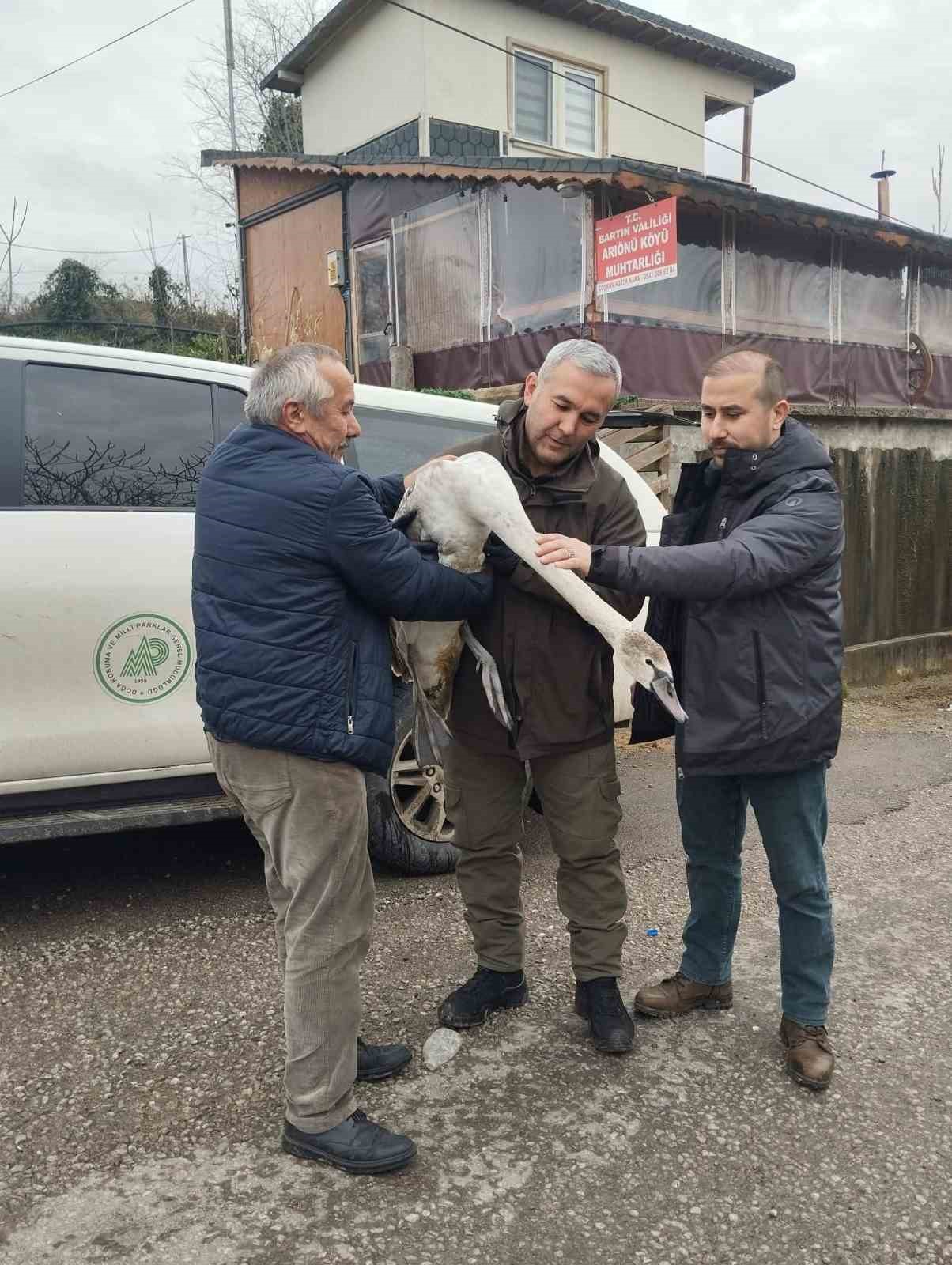 Sahil kenarında bulunan kuğu koruma altına alındı
