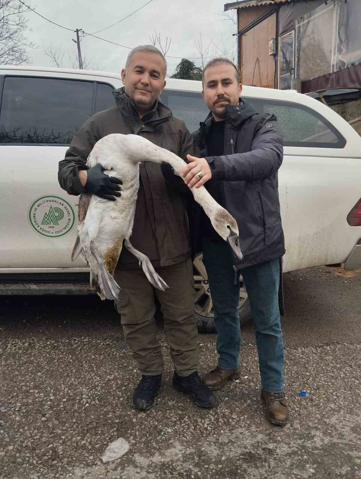 Sahil kenarında bulunan kuğu koruma altına alındı
