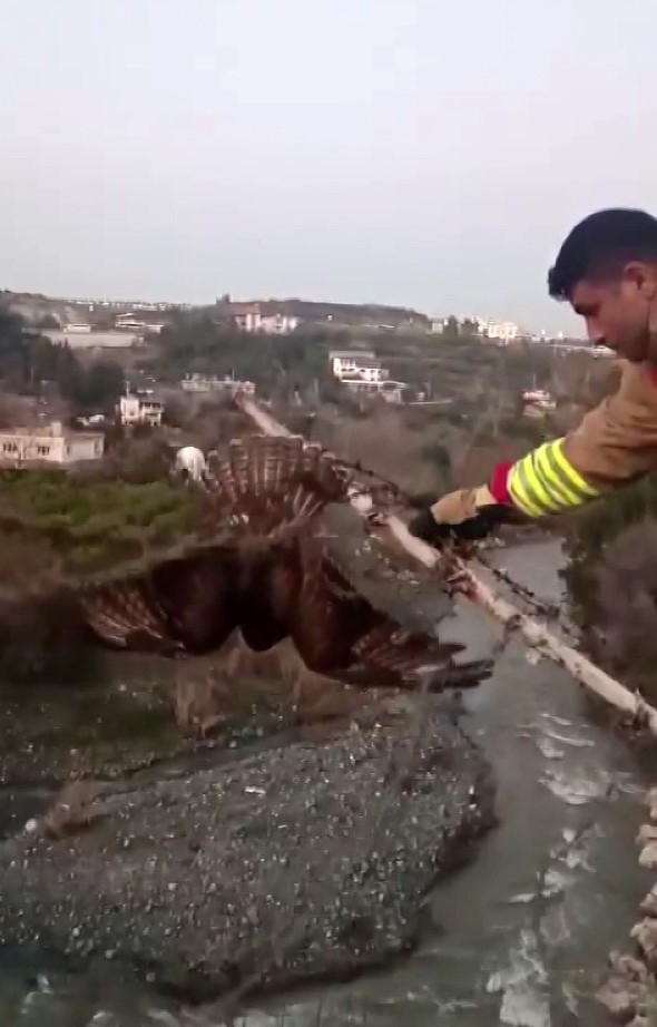 Şahini ölümden kurtarıp, özgürlüğe bıraktılar
