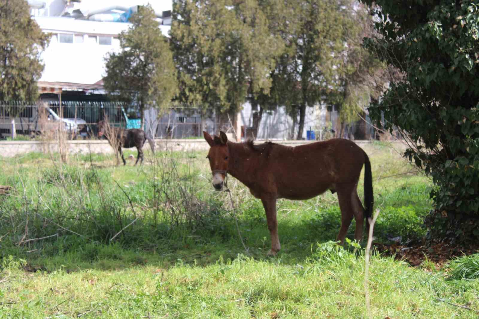 Sahipleri ölüme terk etti, resmi kurumlar topu birbirine attı
