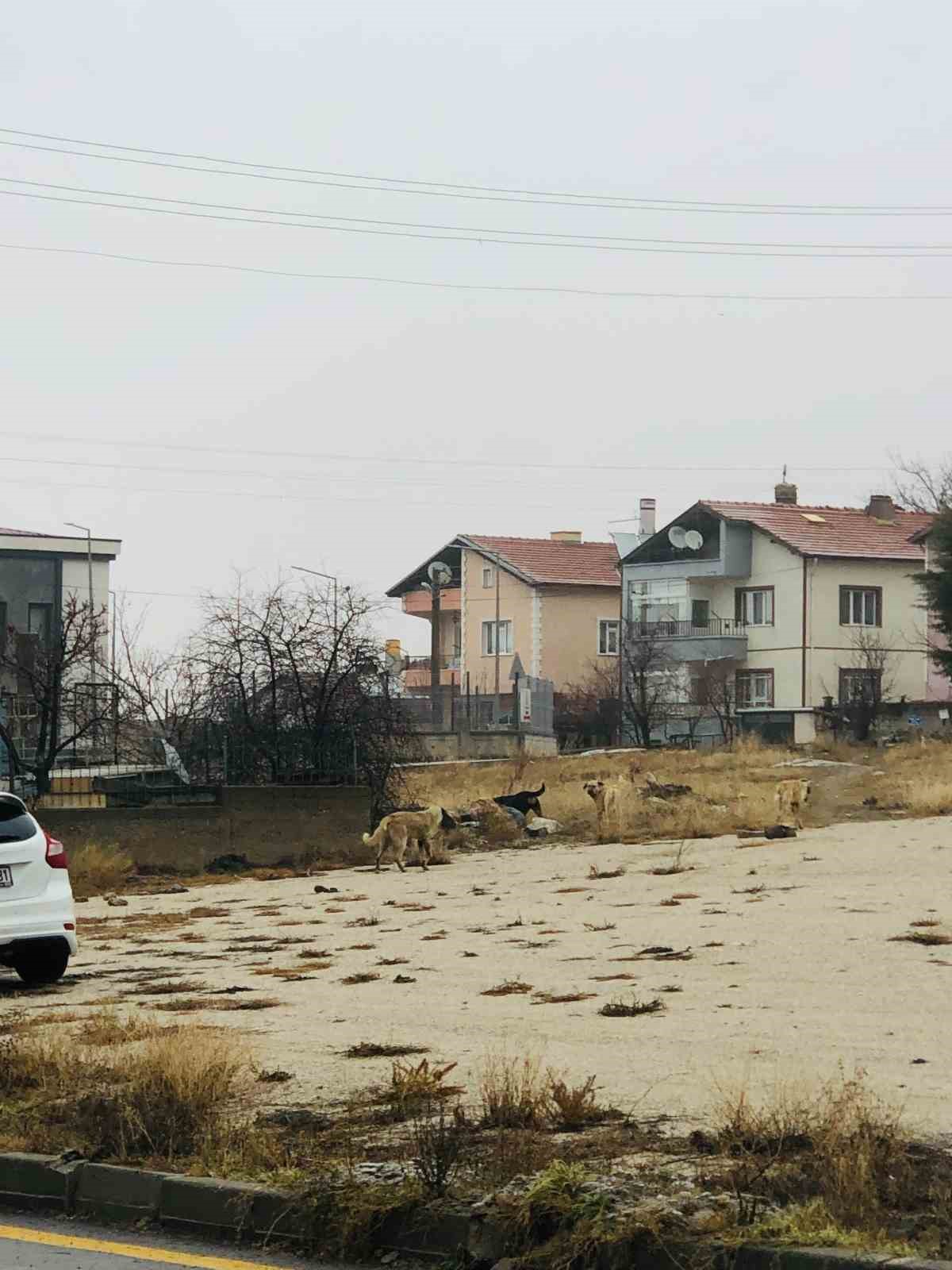 Sahipsiz köpeklerin saldırısına uğrayan kadını kurtaran Nurten Güven: "Biz olmasaydık kadının mücadelesi zor olacaktı"
