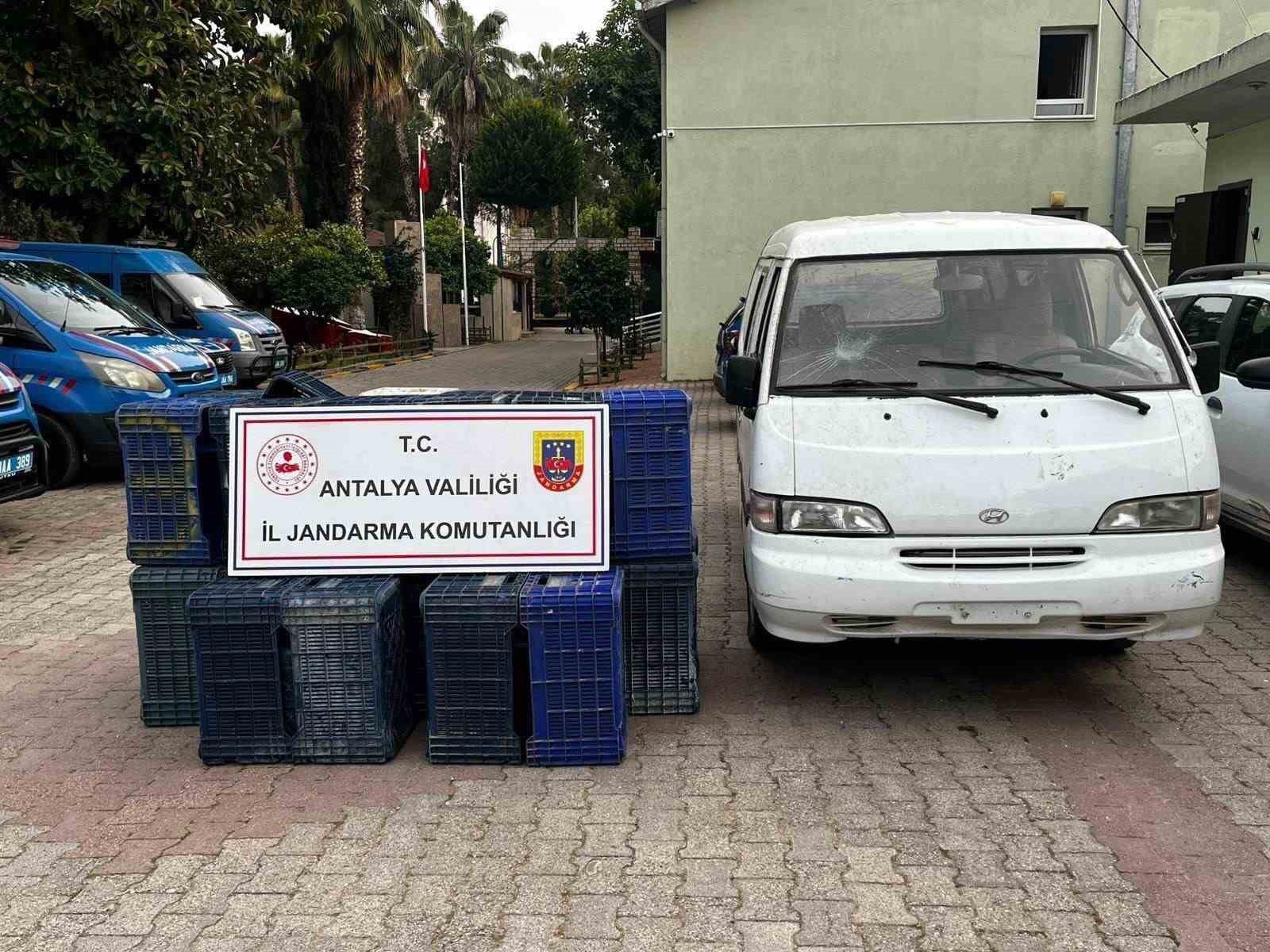 Sahte plakayla 150 adet sebze kasası çaldılar, JASAT’tan kaçamadılar

