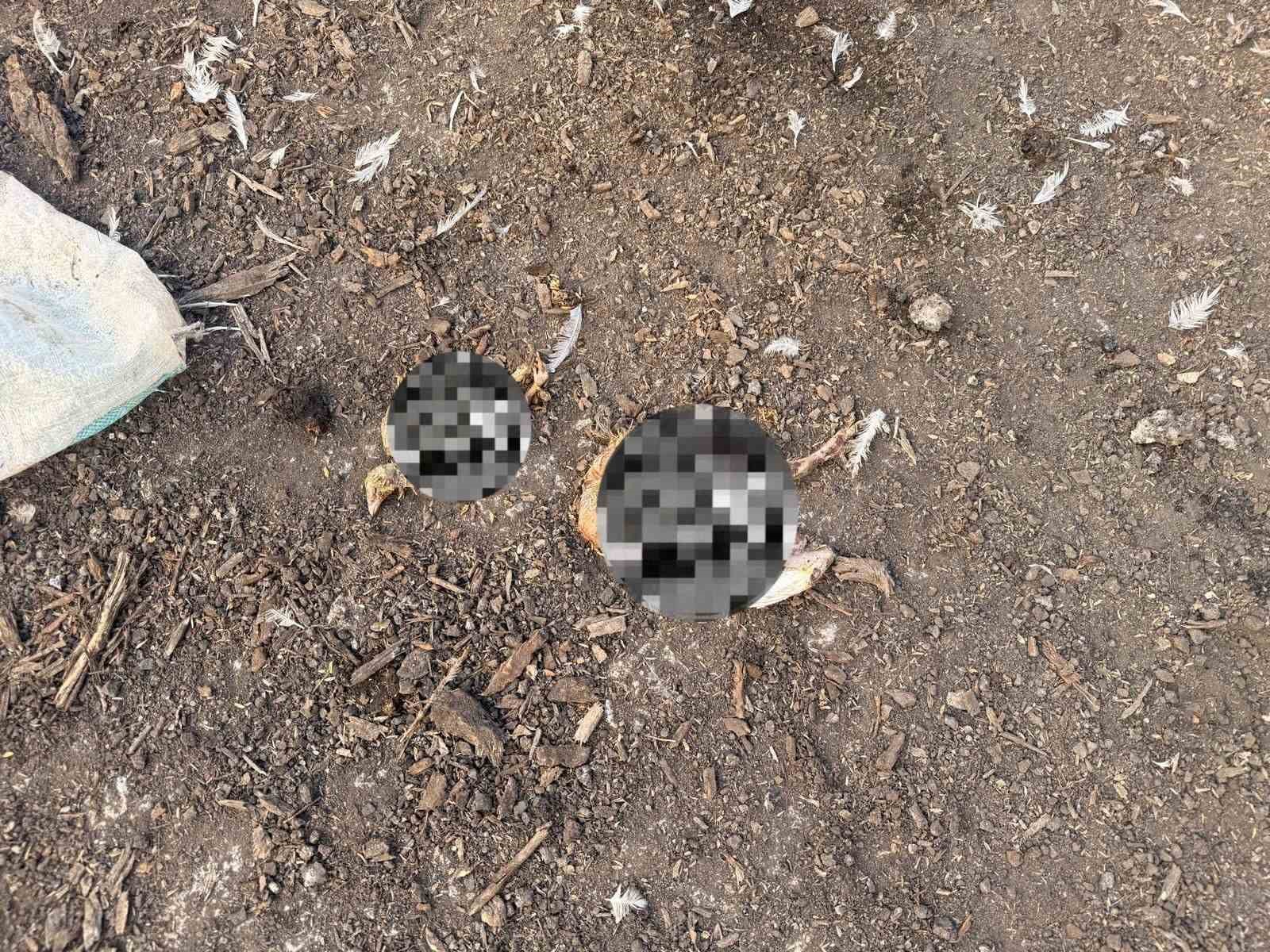 Sakarya’da tavuk çiftliğine biyogüvenlik kısıtlaması
