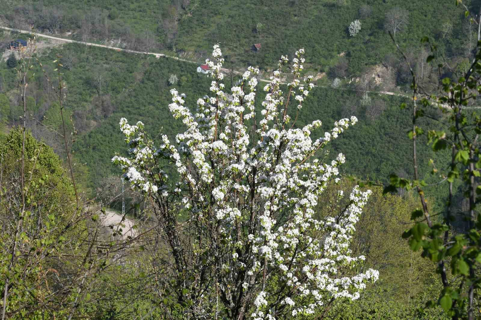 Sakarya’nın yüksek kesimlerinde bahar güzelliği
