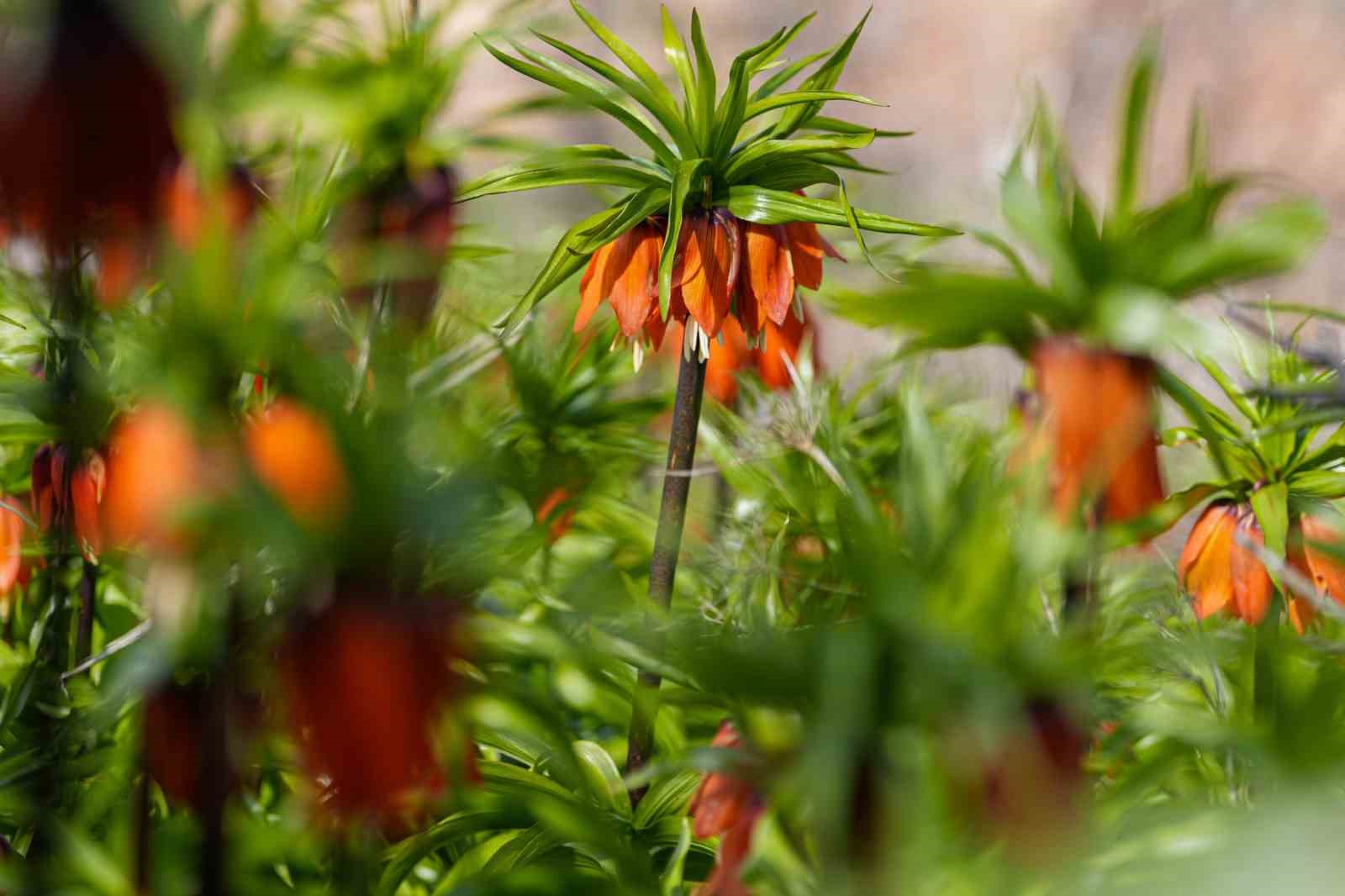 Sakız Dağı’nda ters laleler görsel şölen sunuyor
