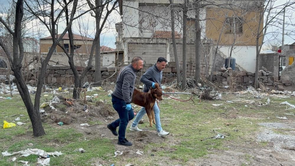 Saldırgan köpeğin resmî olmayan sahibi ortaya çıktı
