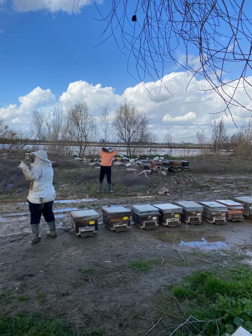 Salihli’de 103 kovan arı sele kapıldı
