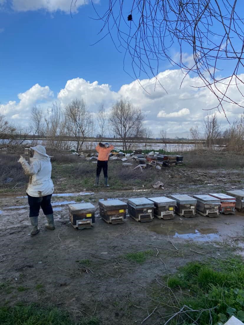 Salihli’de 103 kovan arı sele kapıldı
