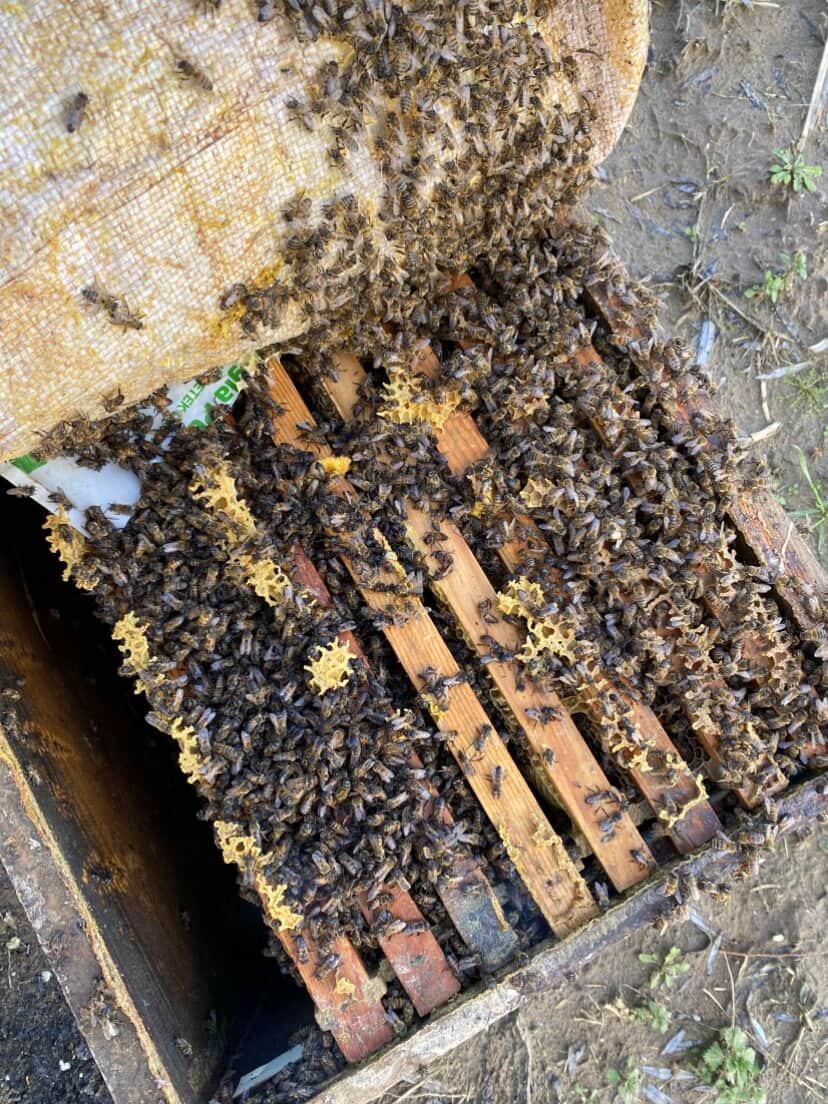 Salihli’de 103 kovan arı sele kapıldı
