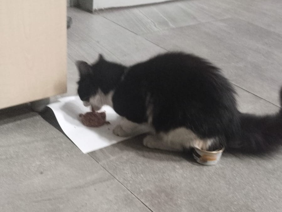 Salihli’de çatıda mahsur kalan kedi kurtarıldı
