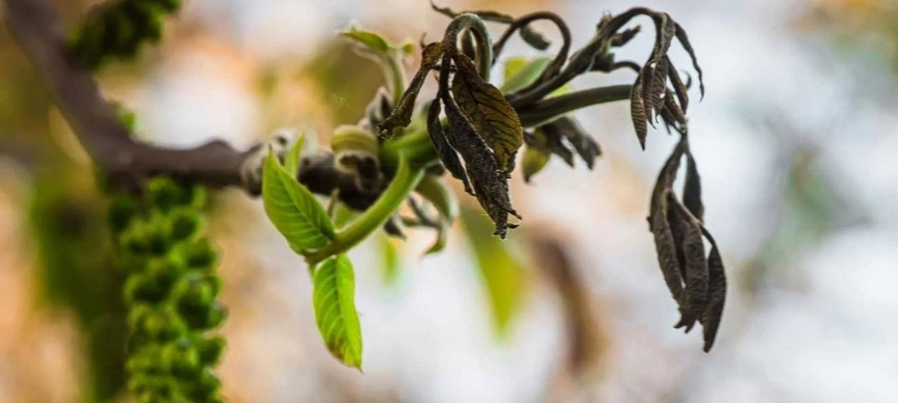 Salihli’de ceviz üreticilerine antraknoz uyarısı
