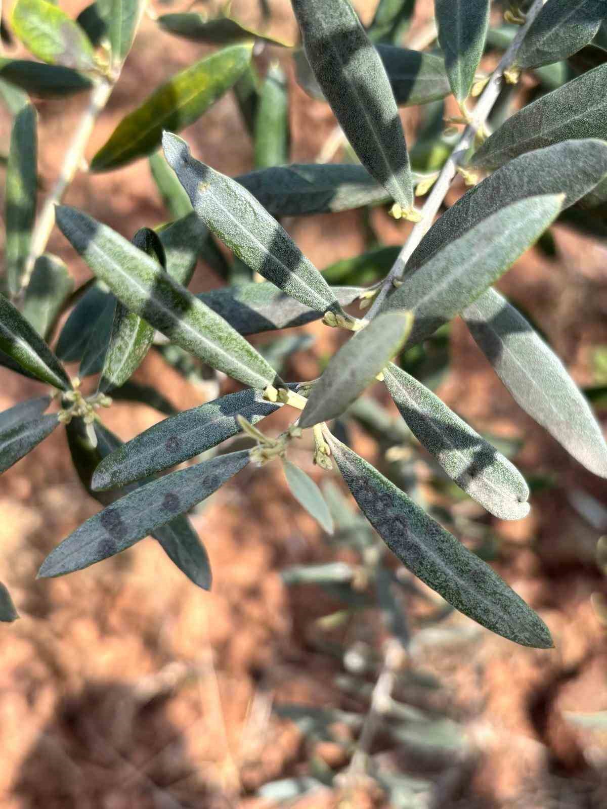 Salihli’de ‘Halkalı leke’ uyarısı
