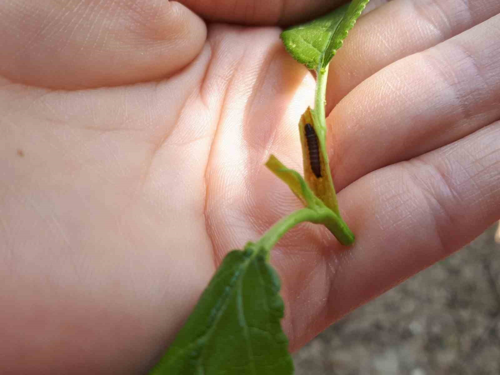 Salihli’de meyve üreticilerine ’Çil ve filiz güvesi’ uyarısı
