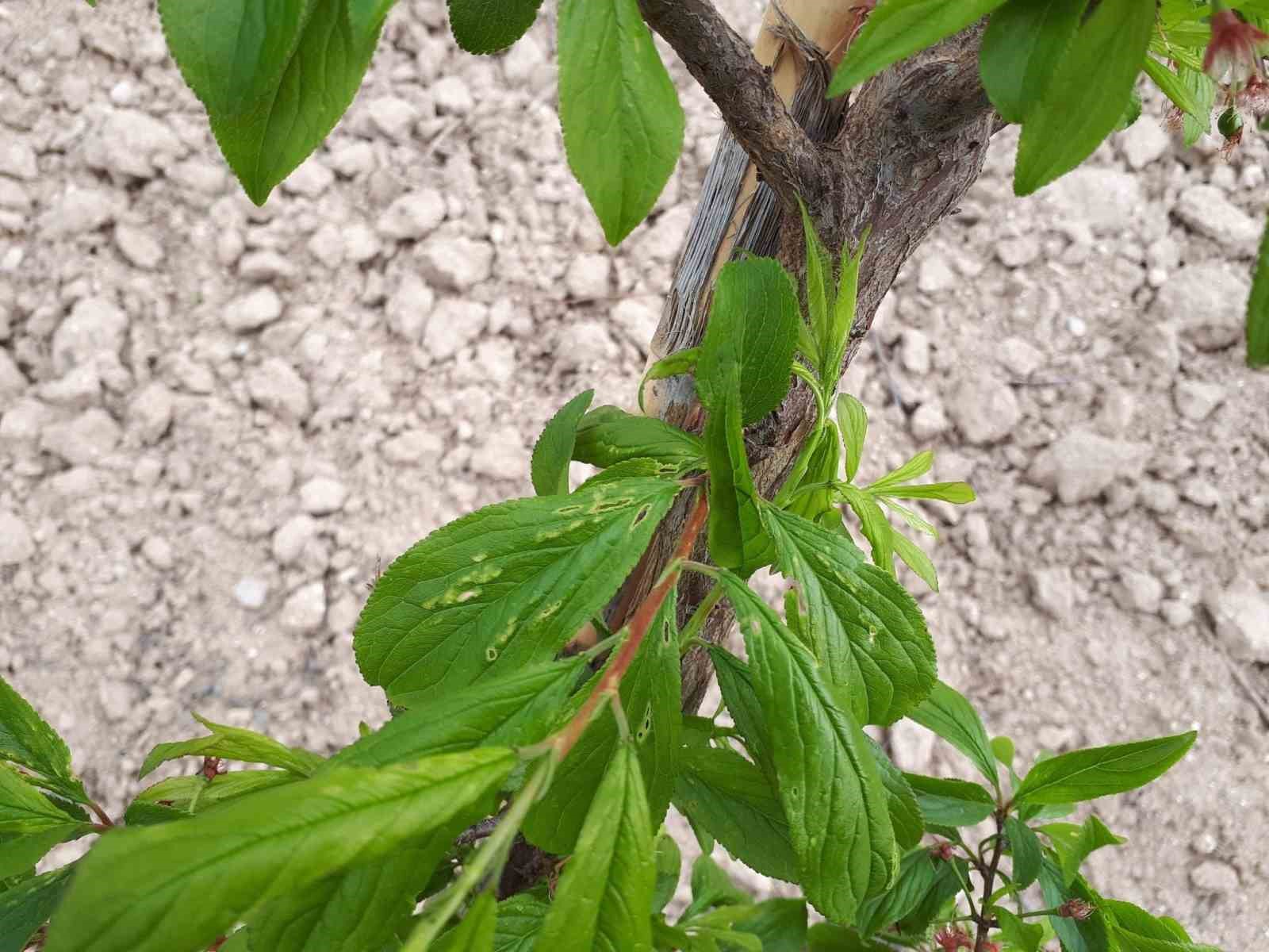 Salihli’de meyve üreticilerine ’Çil ve filiz güvesi’ uyarısı
