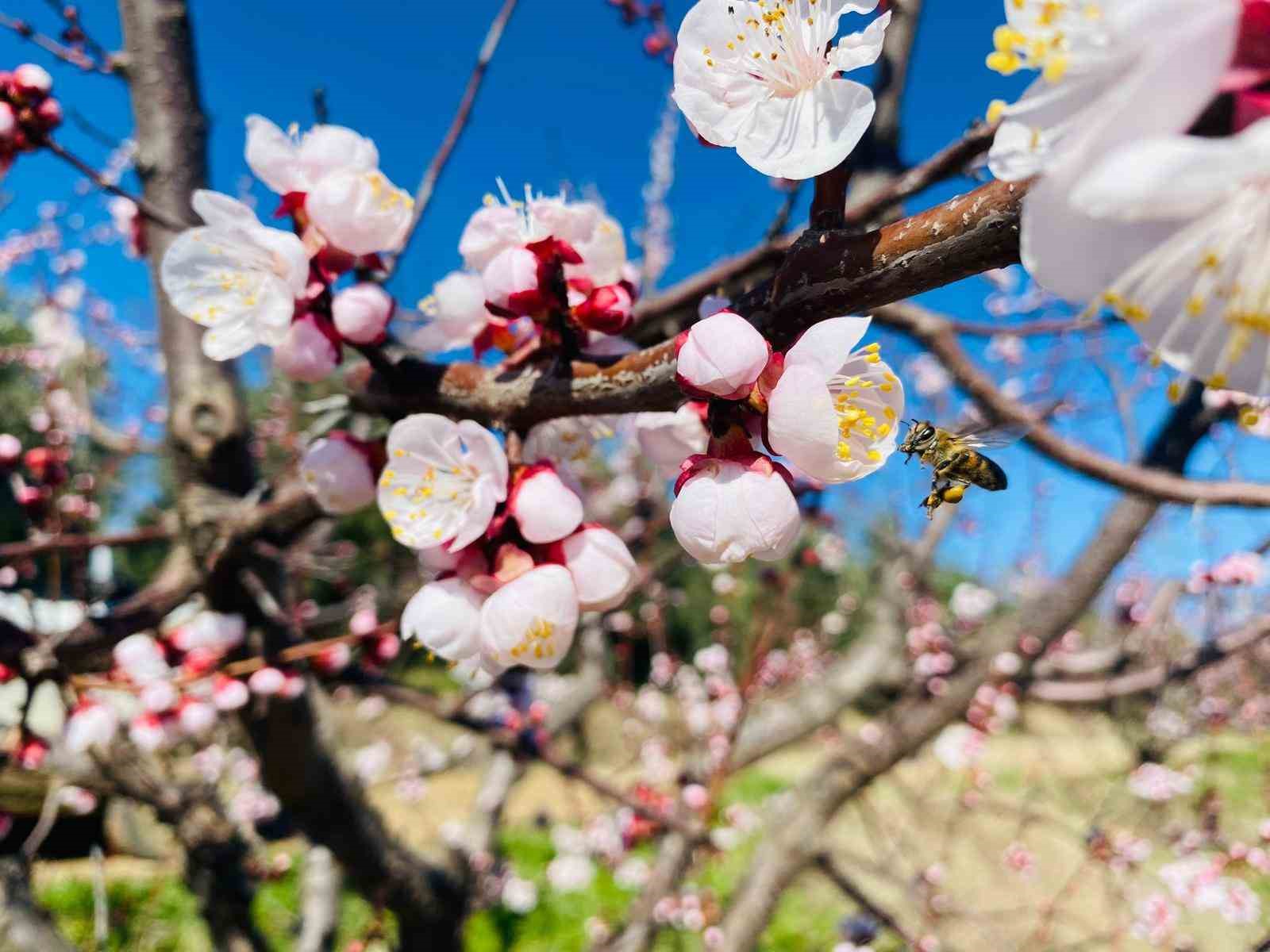Salihli’de sert çekirdekli meyveler için ‘Monilya’ uyarısı
Salihli’de sert çekirdekli meyveler için ‘Monilya’ uyarısı