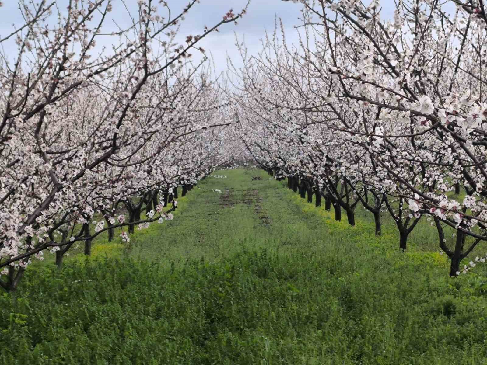 Salihli’de sert çekirdekli meyveler için ‘Monilya’ uyarısı
Salihli’de sert çekirdekli meyveler için ‘Monilya’ uyarısı