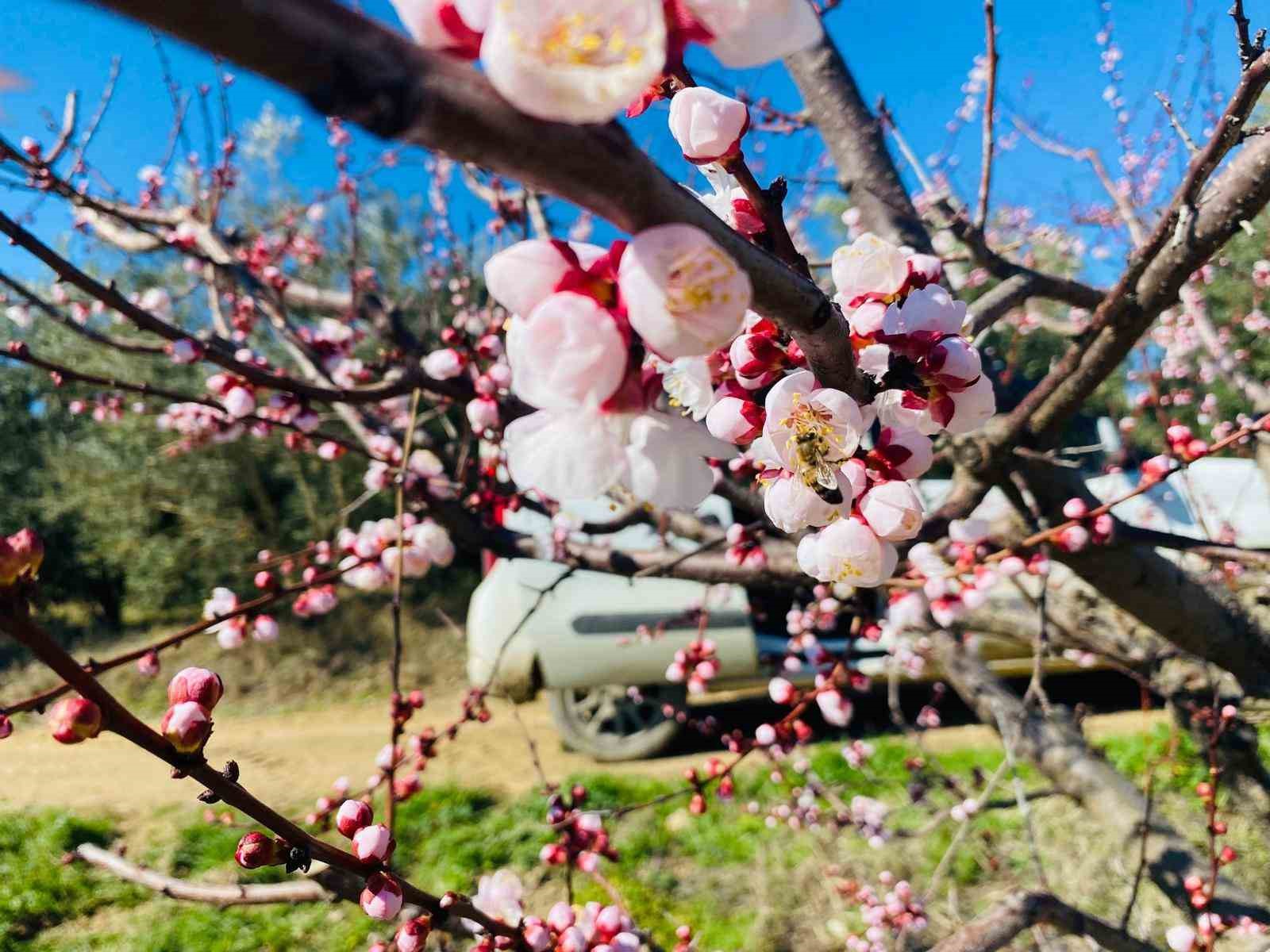 Salihli’de sert çekirdekli meyveler için ‘Monilya’ uyarısı
Salihli’de sert çekirdekli meyveler için ‘Monilya’ uyarısı