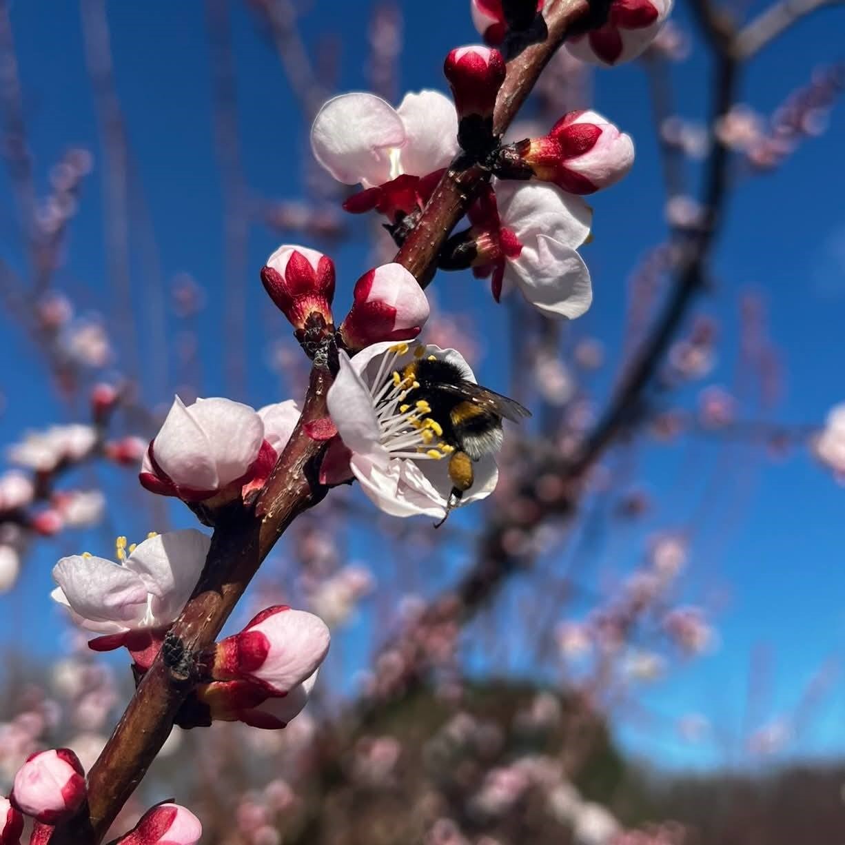 Salihli’de sert çekirdekli meyveler için ‘Monilya’ uyarısı
Salihli’de sert çekirdekli meyveler için ‘Monilya’ uyarısı