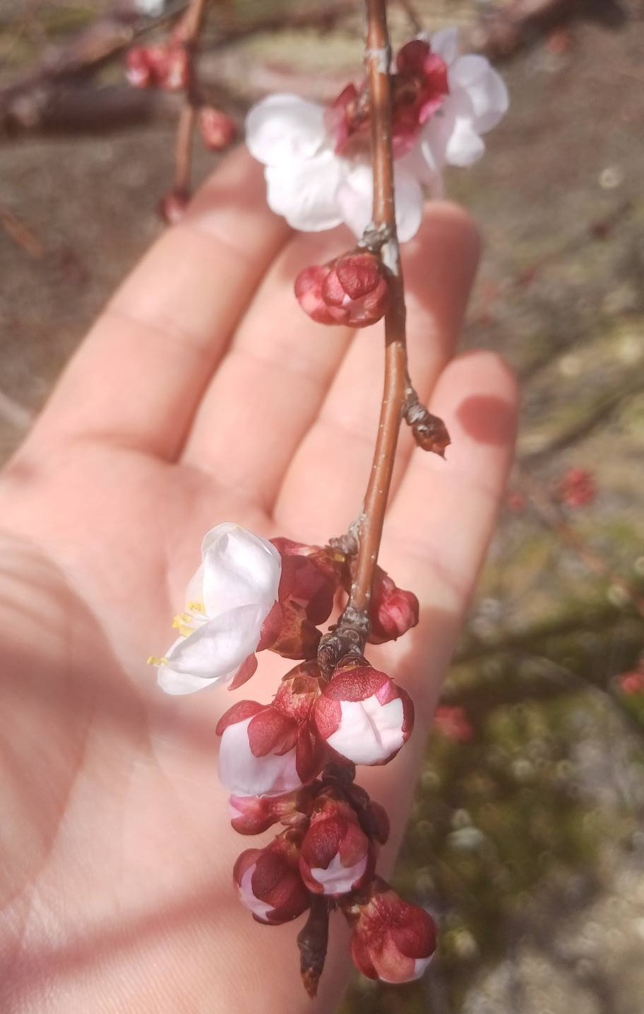 Salihli’de sert çekirdekli meyveler için ‘Monilya’ uyarısı
Salihli’de sert çekirdekli meyveler için ‘Monilya’ uyarısı