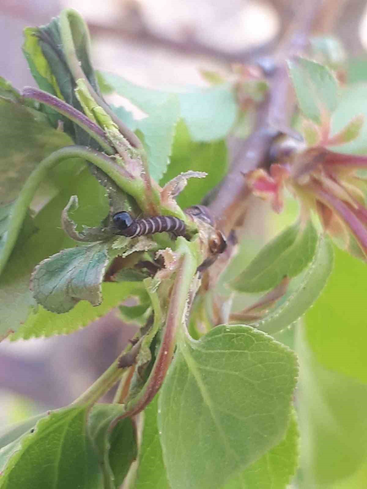 Salihli’de üreticiye kritik uyarı! Meyve ağaçlarında hastalık alarmı
