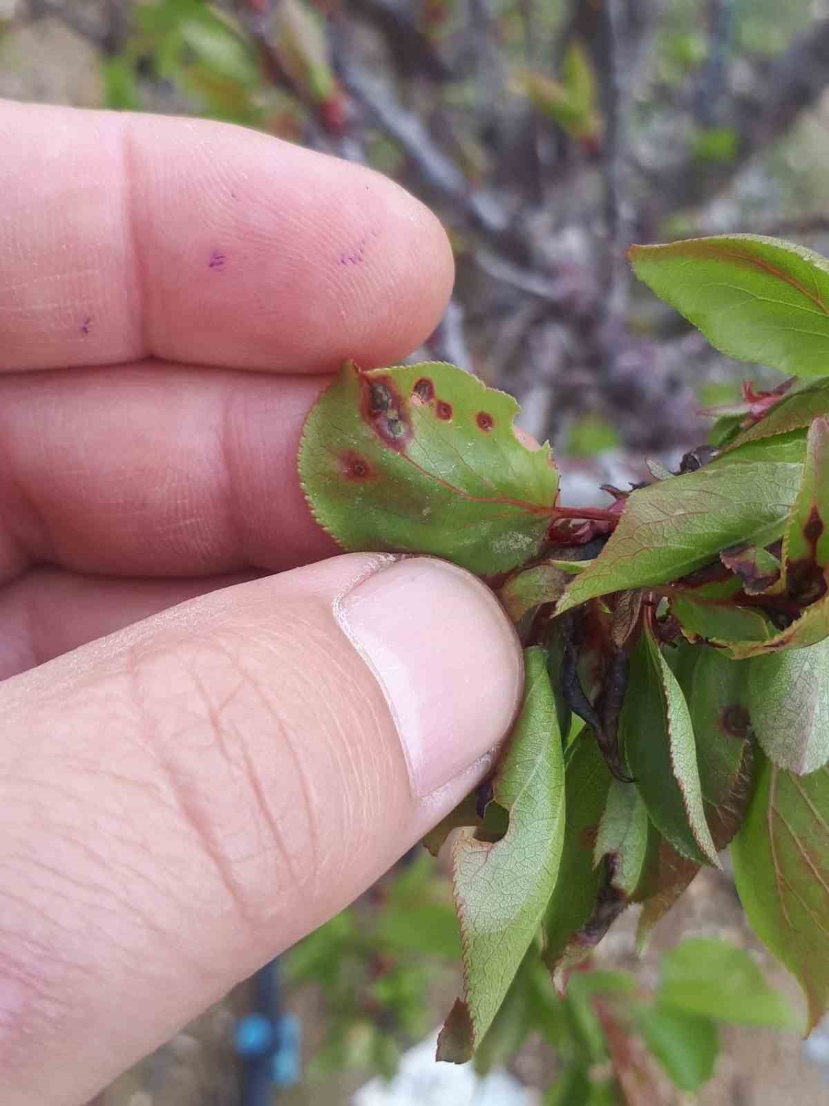 Salihli’de üreticiye kritik uyarı! Meyve ağaçlarında hastalık alarmı
