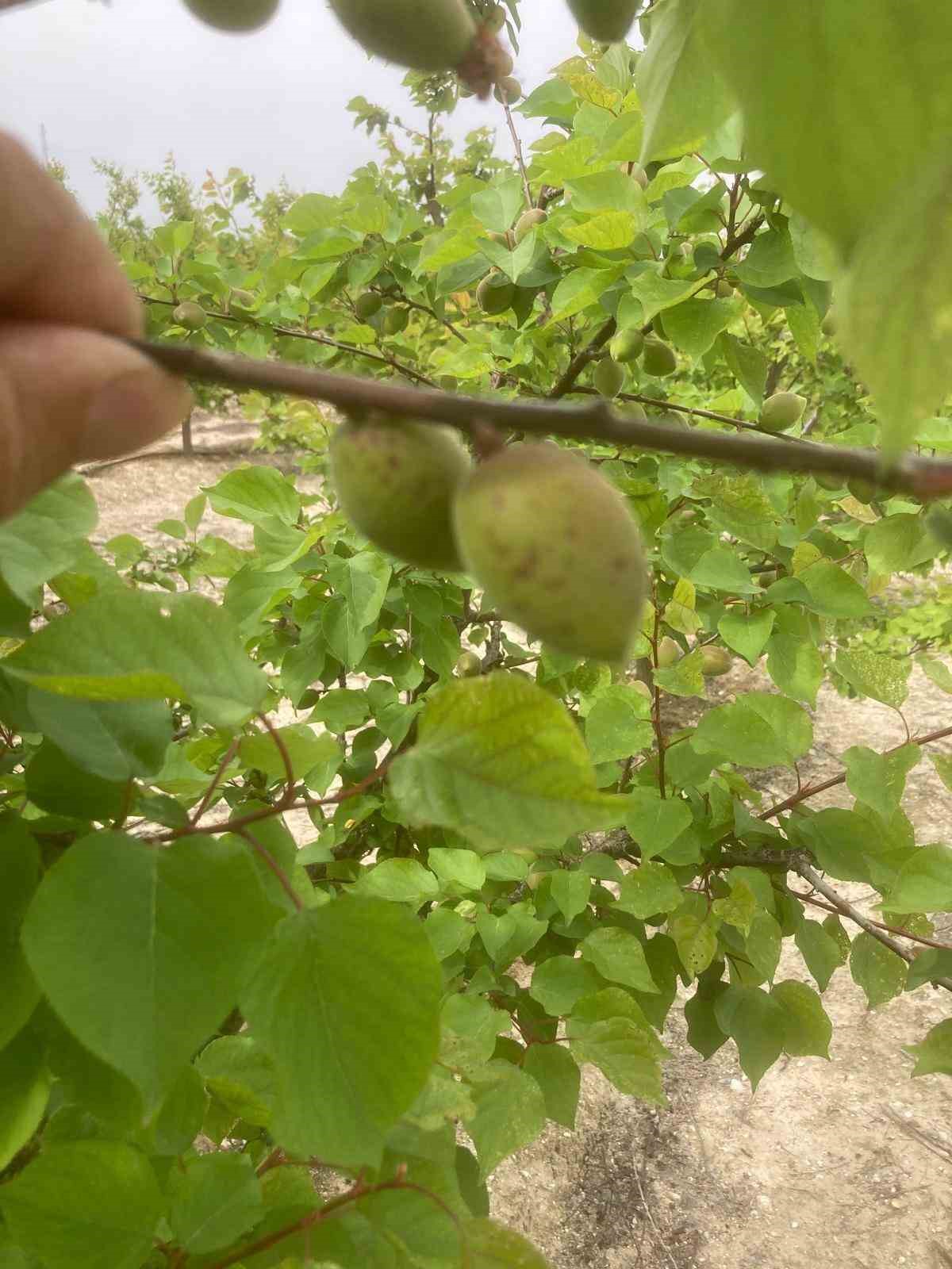 Salihli’de üreticiye kritik uyarı! Meyve ağaçlarında hastalık alarmı
